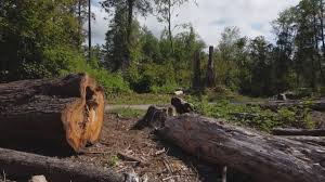 Best Tree Mulching  in Castle Pines Village, CO