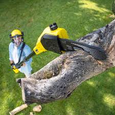 Best Lawn Disease Treatment  in Castle Pines Village, CO