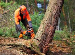 Best Lawn Grading and Leveling  in Castle Pines Village, CO