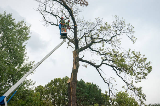 Best Palm Tree Trimming  in Castle Pines Village, CO