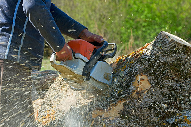 Best Tree Maintenance Programs  in Castle Pines Village, CO